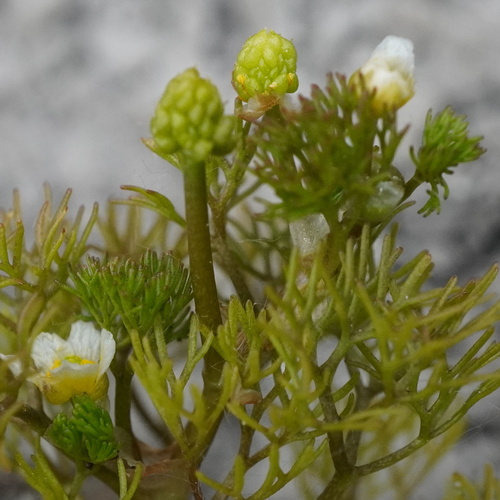 Water Crowfoot (Ranunculus rionii)