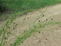 Rhynchospora rariflora