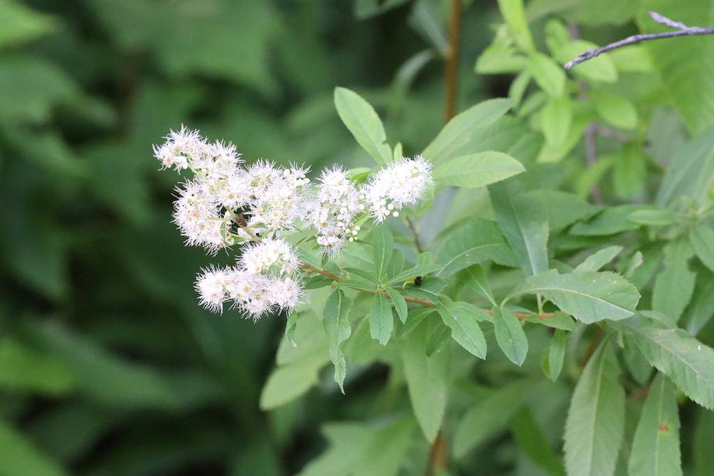 White Meadowsweet