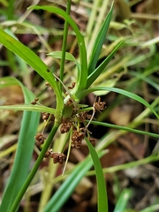 Scirpus polyphyllus