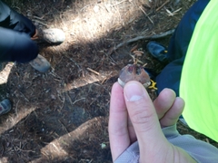 Pinus armandi mastersiana