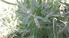 Buddleja scordioides