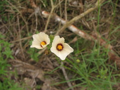 Sida linifolia