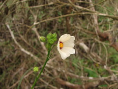 Sida linifolia