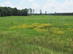 Hemerocallis lilioasphodelus
