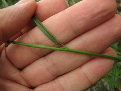 Sida linifolia