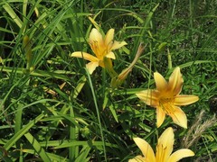 Hemerocallis lilioasphodelus