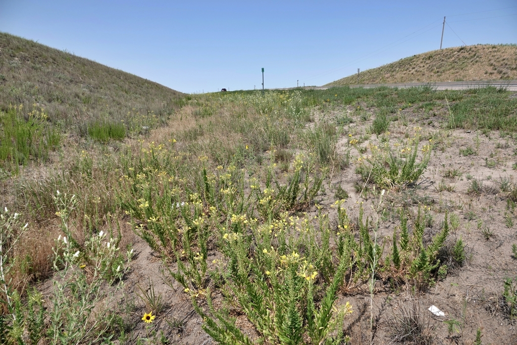 Oenothera rhombipetala; photograph (c) Colin Croft, some rights reserved (CC BY)