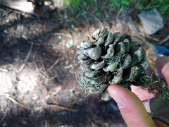 Pinus armandi