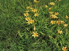 Hemerocallis lilioasphodelus