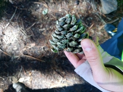 Pinus armandi