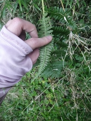 Athyrium oppositipennum