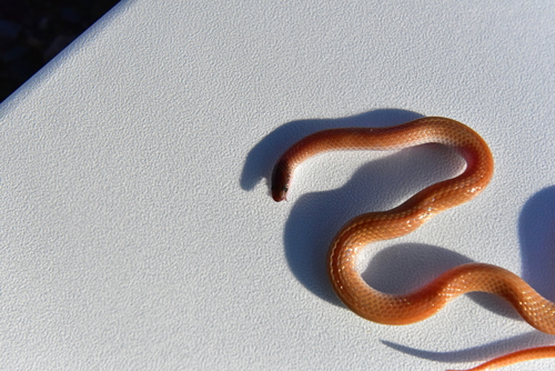 Plains Black-headed Snake