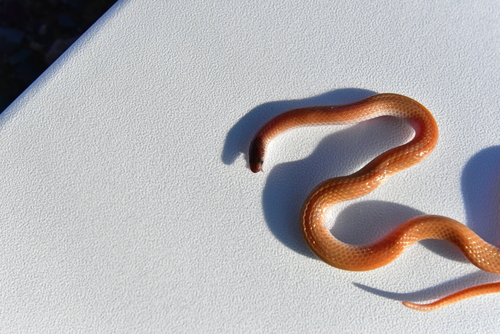 Plains Black-headed Snake