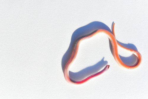 Plains Black-headed Snake