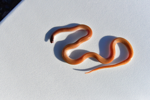 Plains Black-headed Snake