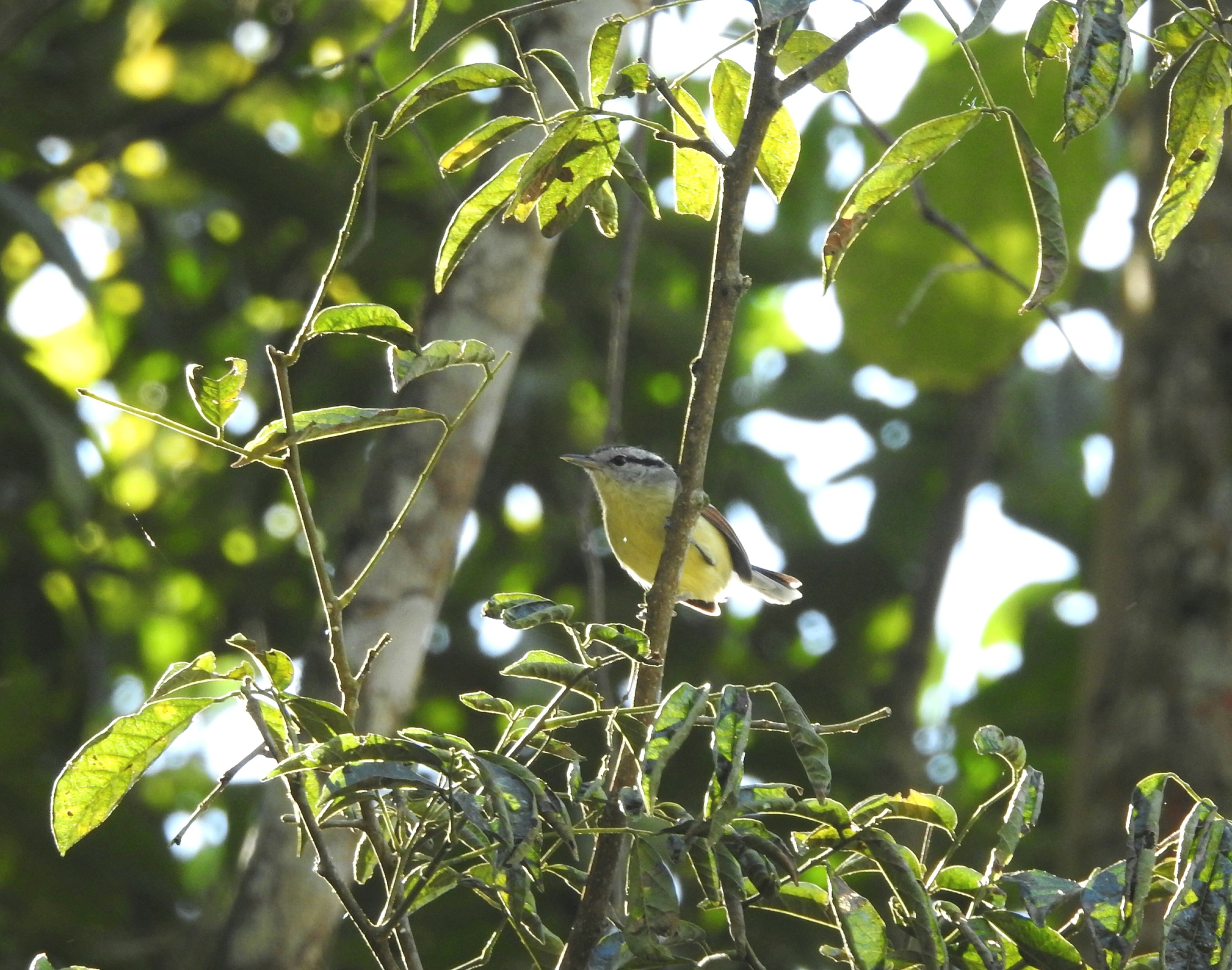 Rufous-margined Antwren (Herpsilochmus rufimarginatus)