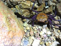 Geosesarma danumense