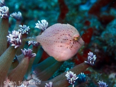Pigmy Leatherjacket photo 5