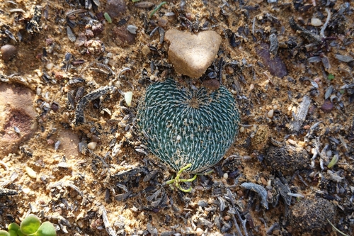 Eriospermum algiferum