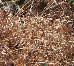 Microstegium vimineum