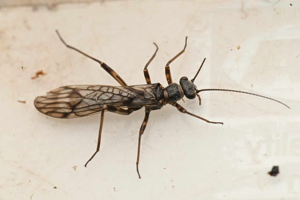 Intermountain Forestfly