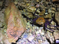 Geosesarma danumense