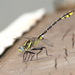 Plains Clubtail - Photo (c) Rick Nirschl, some rights reserved (CC BY-NC), uploaded by Rick Nirschl
