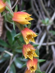 Echeveria bicolor