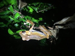 Polypedates otilophus