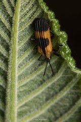 Oxychalepus balyanus