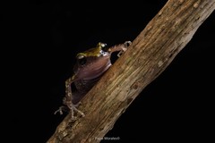 Eleutherodactylus pipilans