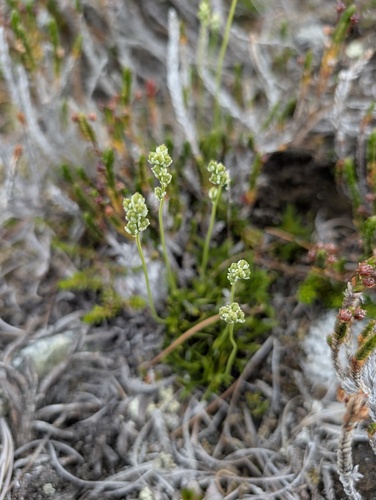 Scotch false asphodel (Tofieldia pusilla)