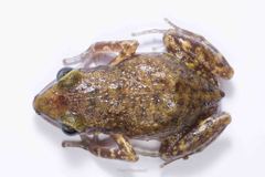 Eleutherodactylus pipilans