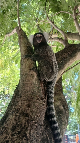 Common Marmoset, Lot. Henrique de Sa, João Pessoa - PB, 58020-325, Brasil, photo 8 of 10