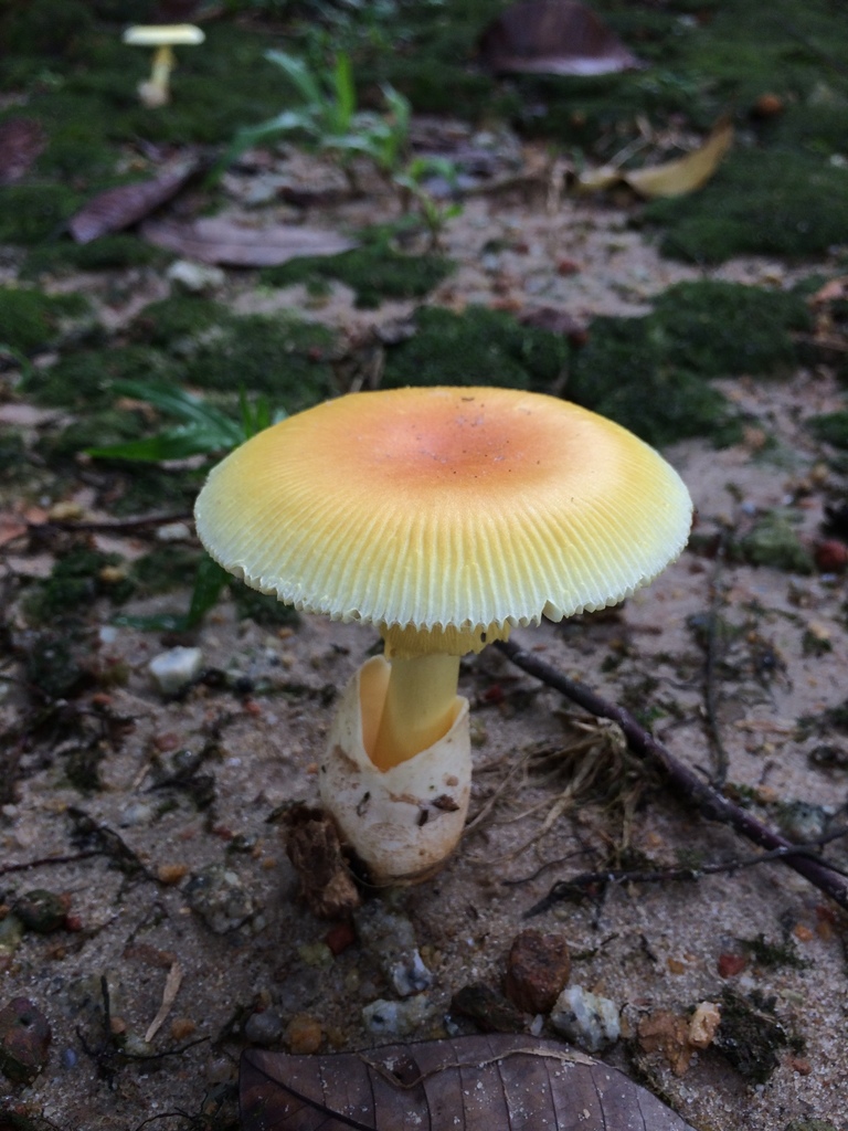 Amanita malayensis