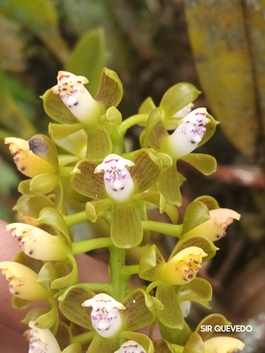 Epidendrum brachyglossum Lindl. 3