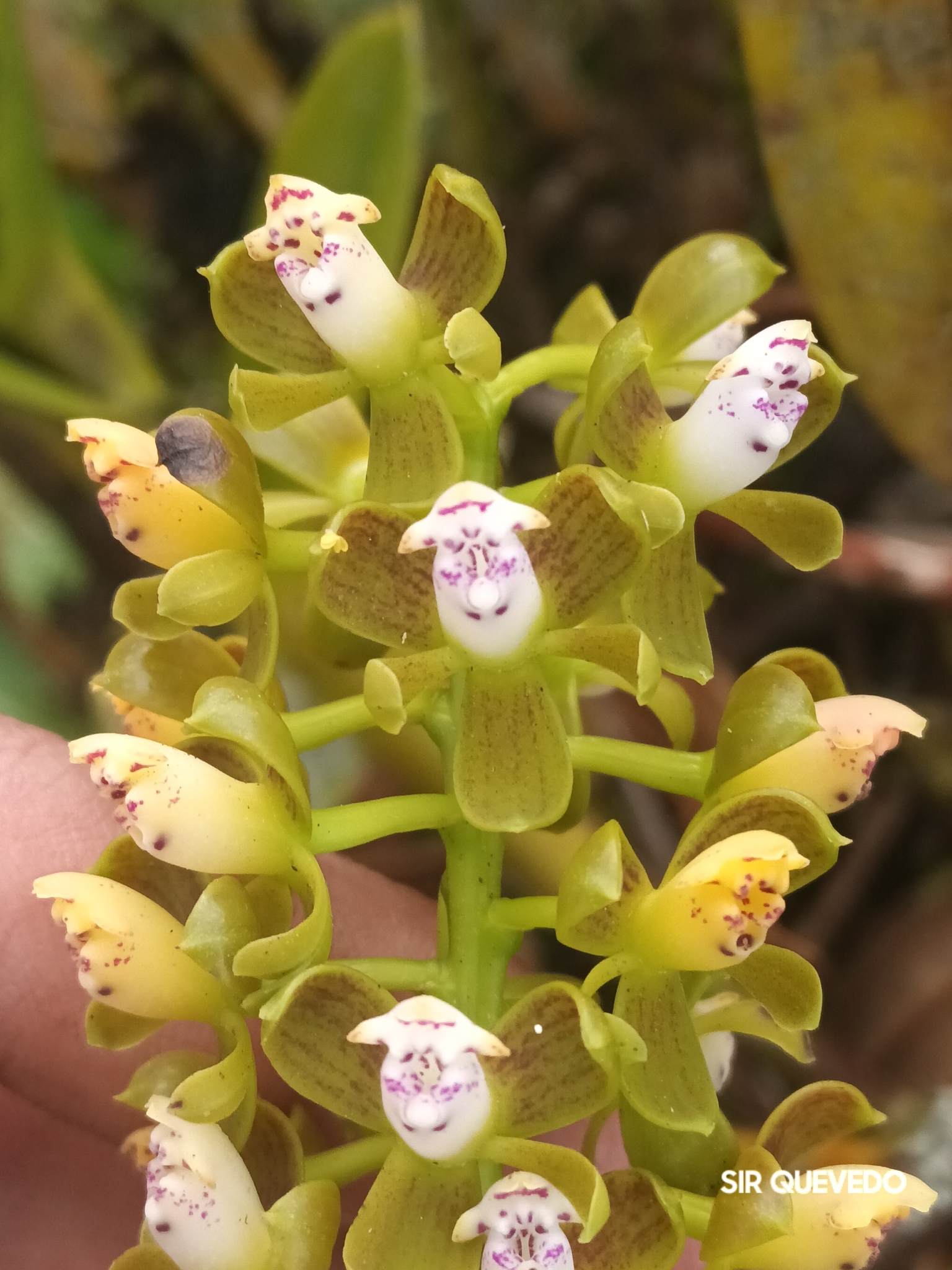 Epidendrum microtum (Lindl.) Hágsater & L.Sánchez 4