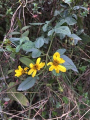 Bidens rubifolia