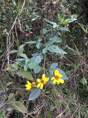 Bidens rubifolia