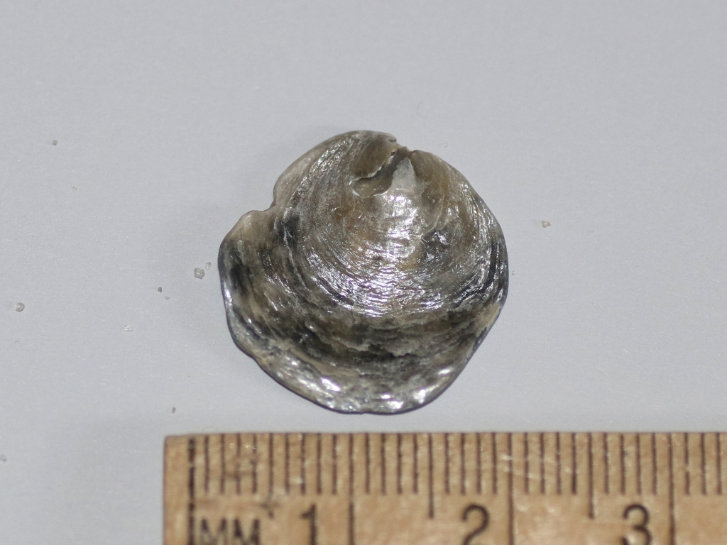 Common Jingle from Gulf Shores, AL, USA on June 8, 2025 by Jonathan ...