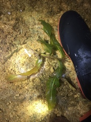 Potamogeton praelongus