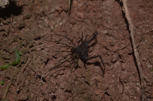 Pachylobos longicornis