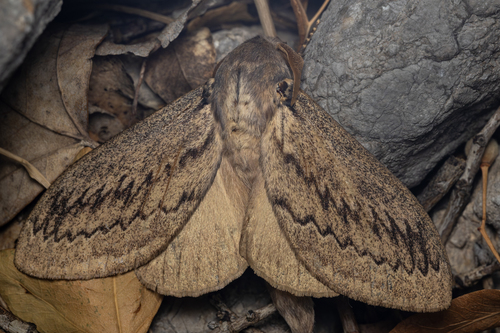 Pachypasa otus (Drury, 1770)