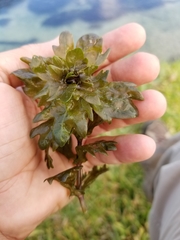 Shinnersia rivularis