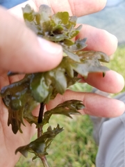 Shinnersia rivularis