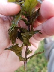 Shinnersia rivularis