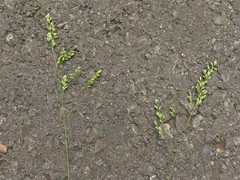 Festuca paradoxa