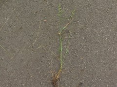 Festuca paradoxa