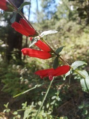 Lamourouxia rhinanthifolia